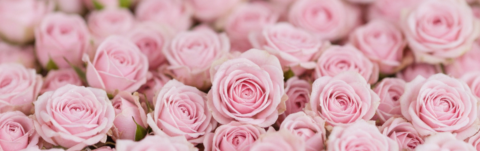 ボディワーク ボディワークショップ